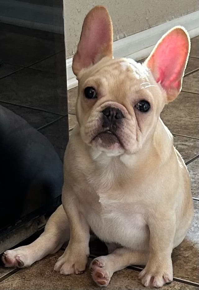 Ch sired fawn male media 2