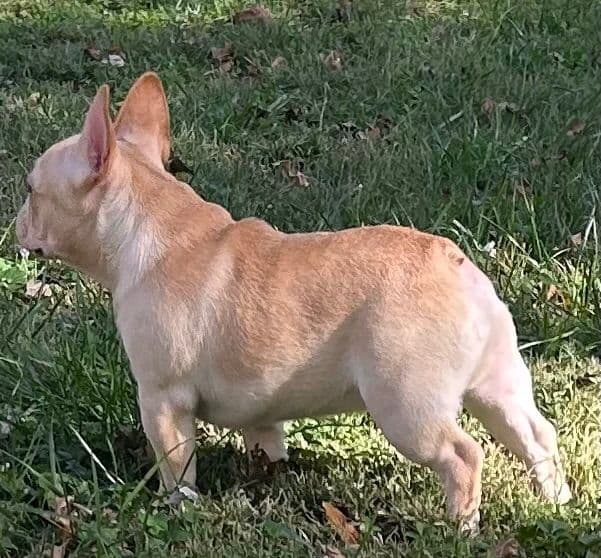 Ch sired fawn male media 3