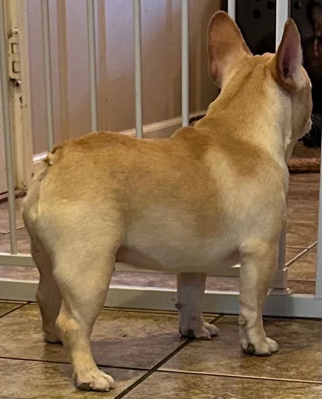 Ch sired fawn male media 4