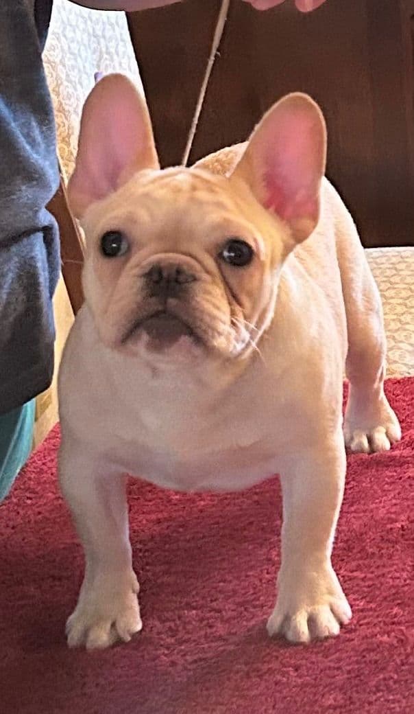 Ch sired fawn male media 5