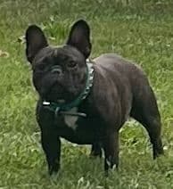 Ch sired fawn male media 7