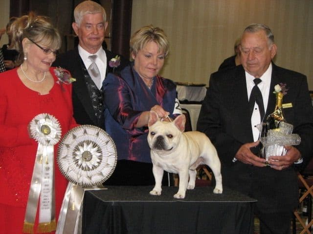 Ch sired fawn male media 8