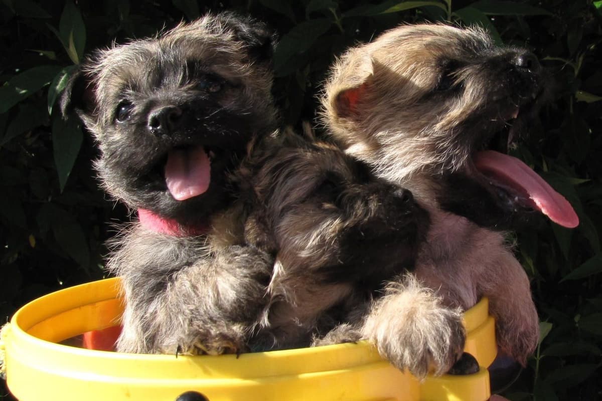 Cavalier King Charles Spaniel Puppies breeder image 19