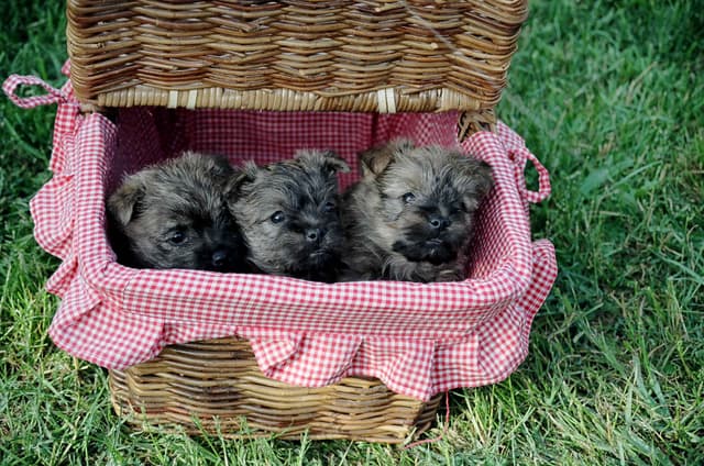 Cairn Terrier Puppies media 2