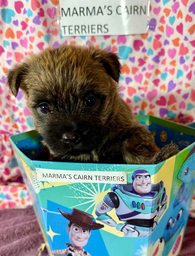 Cairn Terrier Puppies media 3