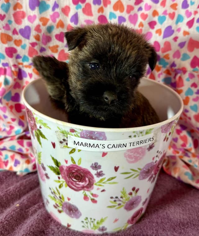 Cairn Terrier Puppies media 4