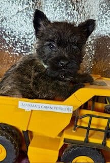 Cairn Terrier Puppies media 6