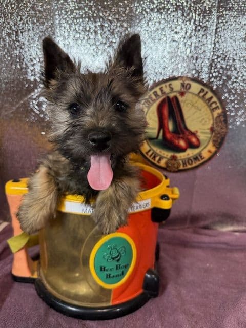 Cairn Terrier Puppies media 7