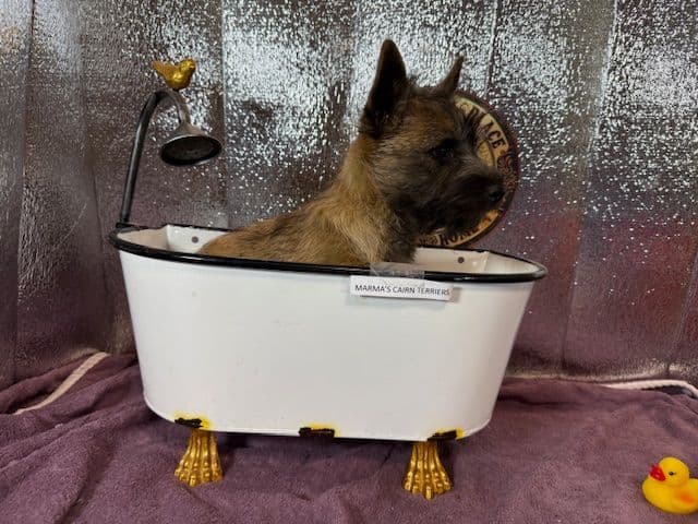 Cairn Terrier Puppies media 8