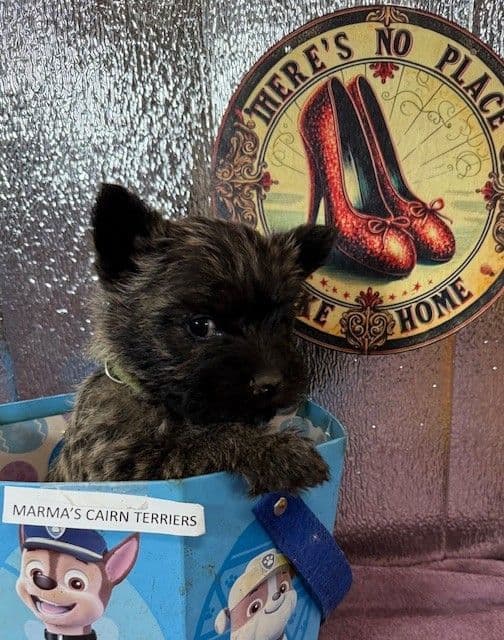Cairn Terrier Puppies media 10