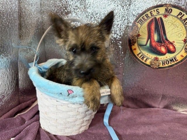 Cairn Terrier Puppies media 11