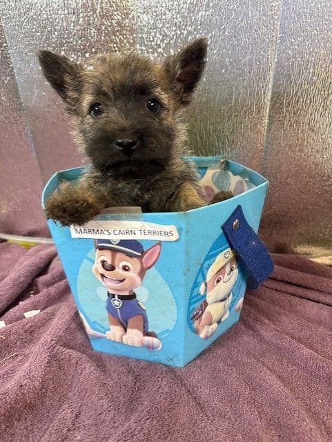 Cairn Terrier Puppies media 12