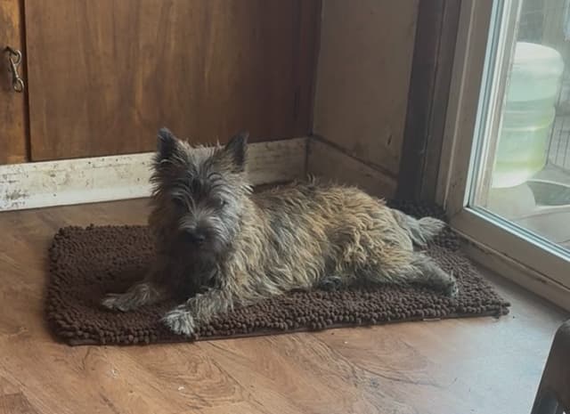 Cairn Terrier Puppies media 4