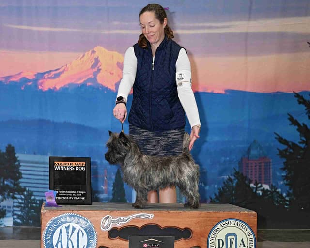 Cairn Terrier Puppies media 8