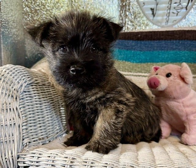 Cairn Terrier Puppies media 9