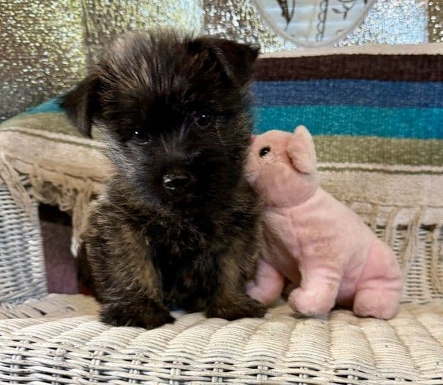 Cairn Terrier Puppies media 10
