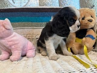 Cavalier King Charles Spaniel Puppies media 3