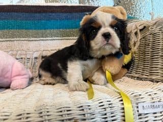 Cavalier King Charles Spaniel Puppies media 2
