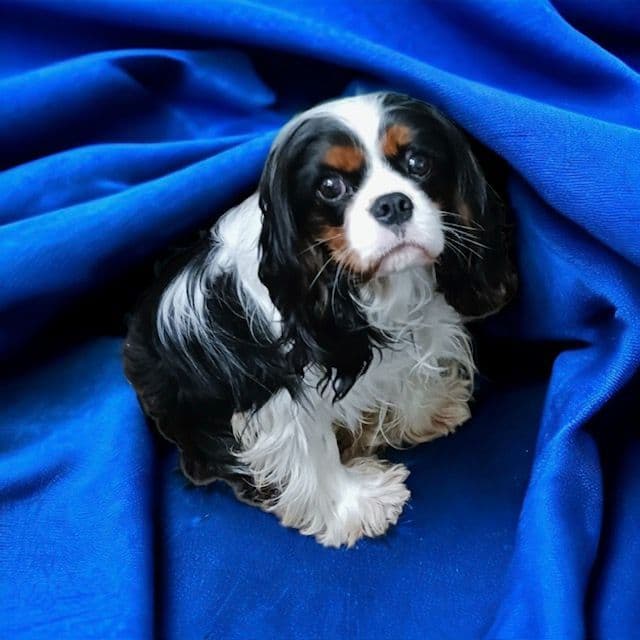 Cavalier King Charles Spaniel Puppies media 4