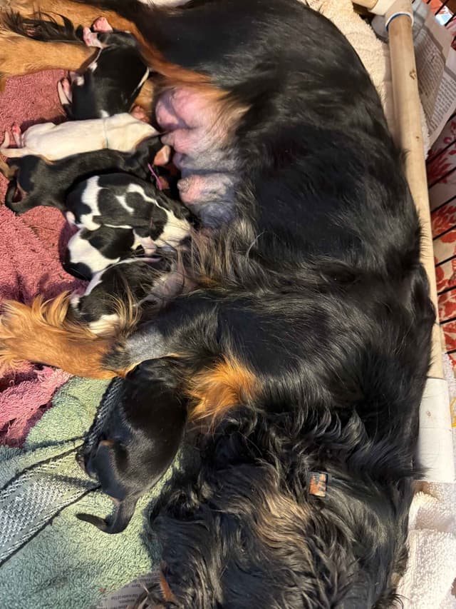 Cavalier King Charles Spaniel Puppies media 5