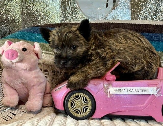 Cairn Terrier Puppies media 3
