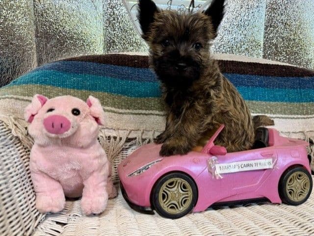 Cairn Terrier Puppies media 2