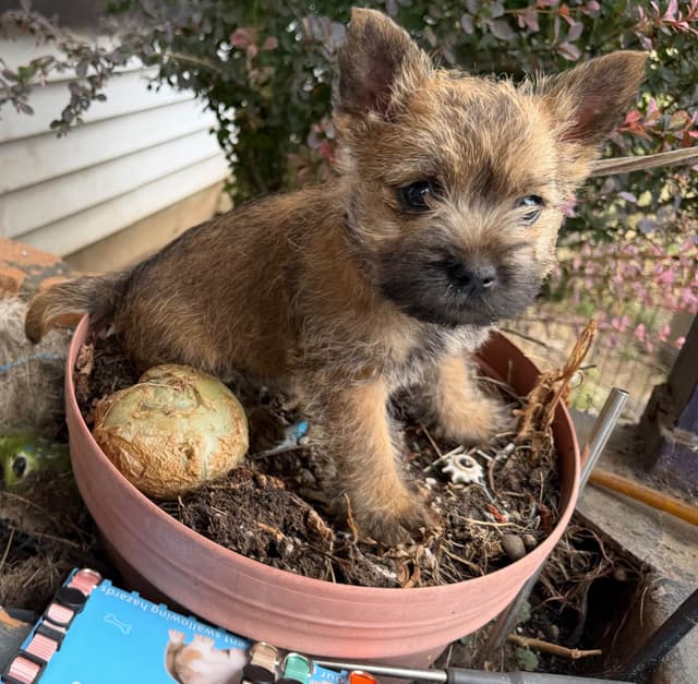 Cairn Terrier Puppies media 2