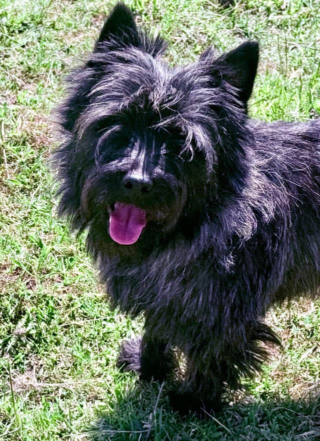 Cairn Terrier Puppies media 3
