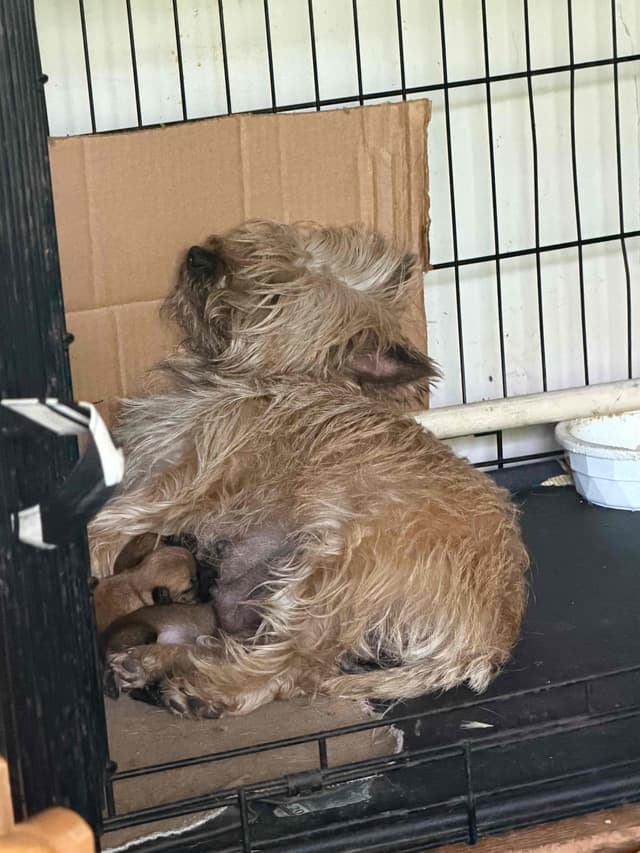 Cairn Terrier Puppies media 4