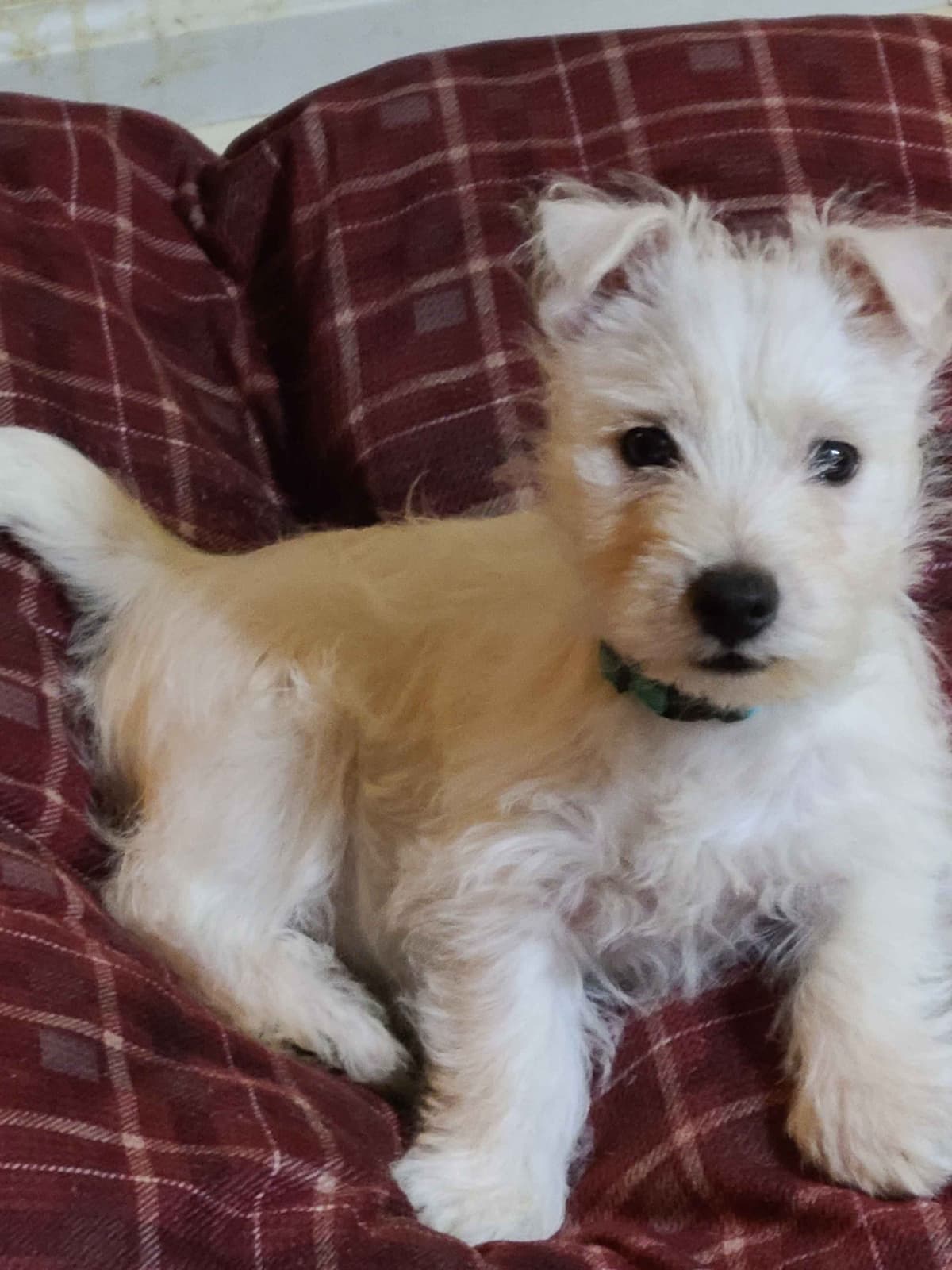 West Highland White Terrier Puppies breeder image 3
