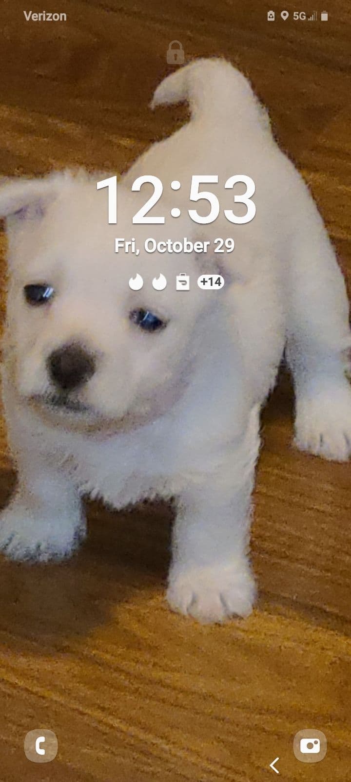 West Highland White Terrier Puppies breeder image 5