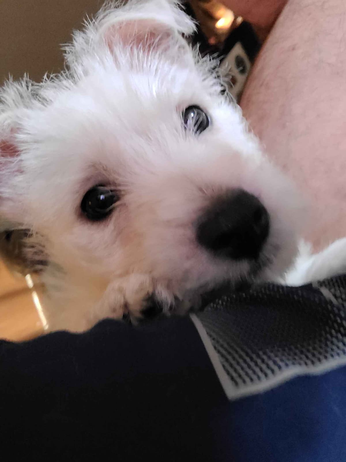 West Highland White Terrier Puppies breeder image 6