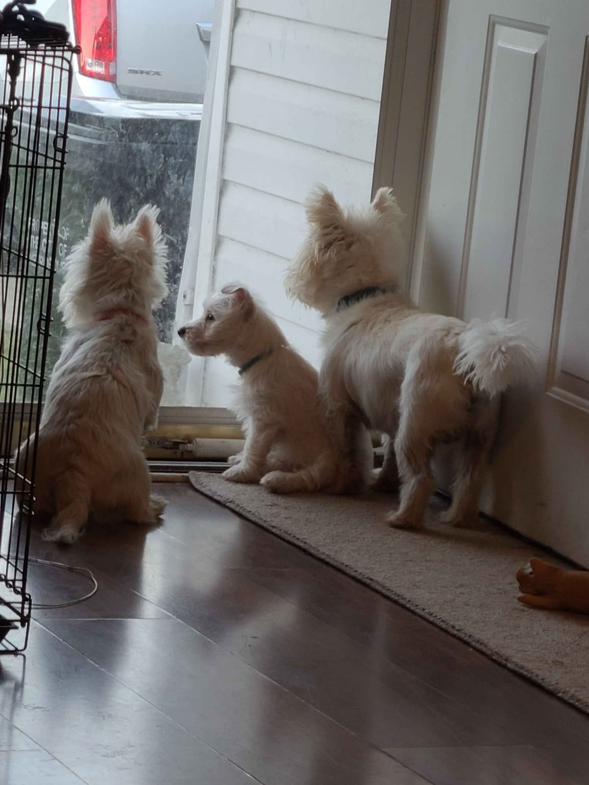 West Highland White Terrier Puppies breeder image 7