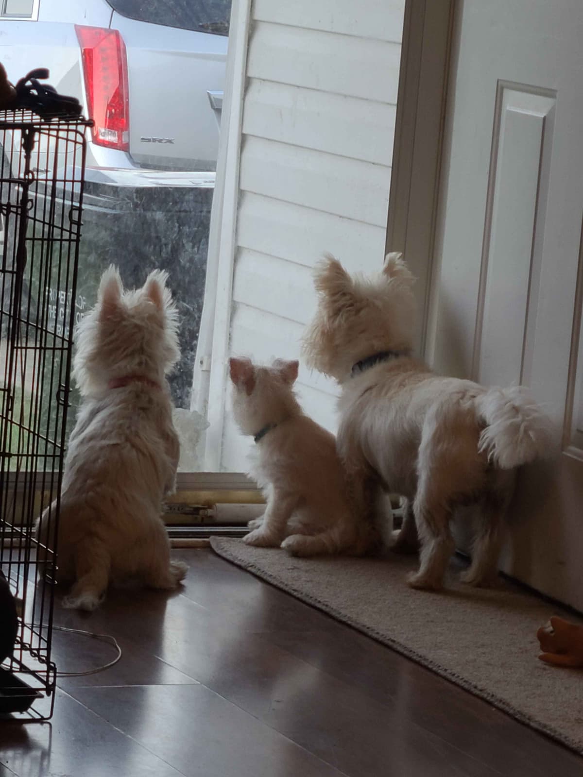 West Highland White Terrier Puppies breeder image 9