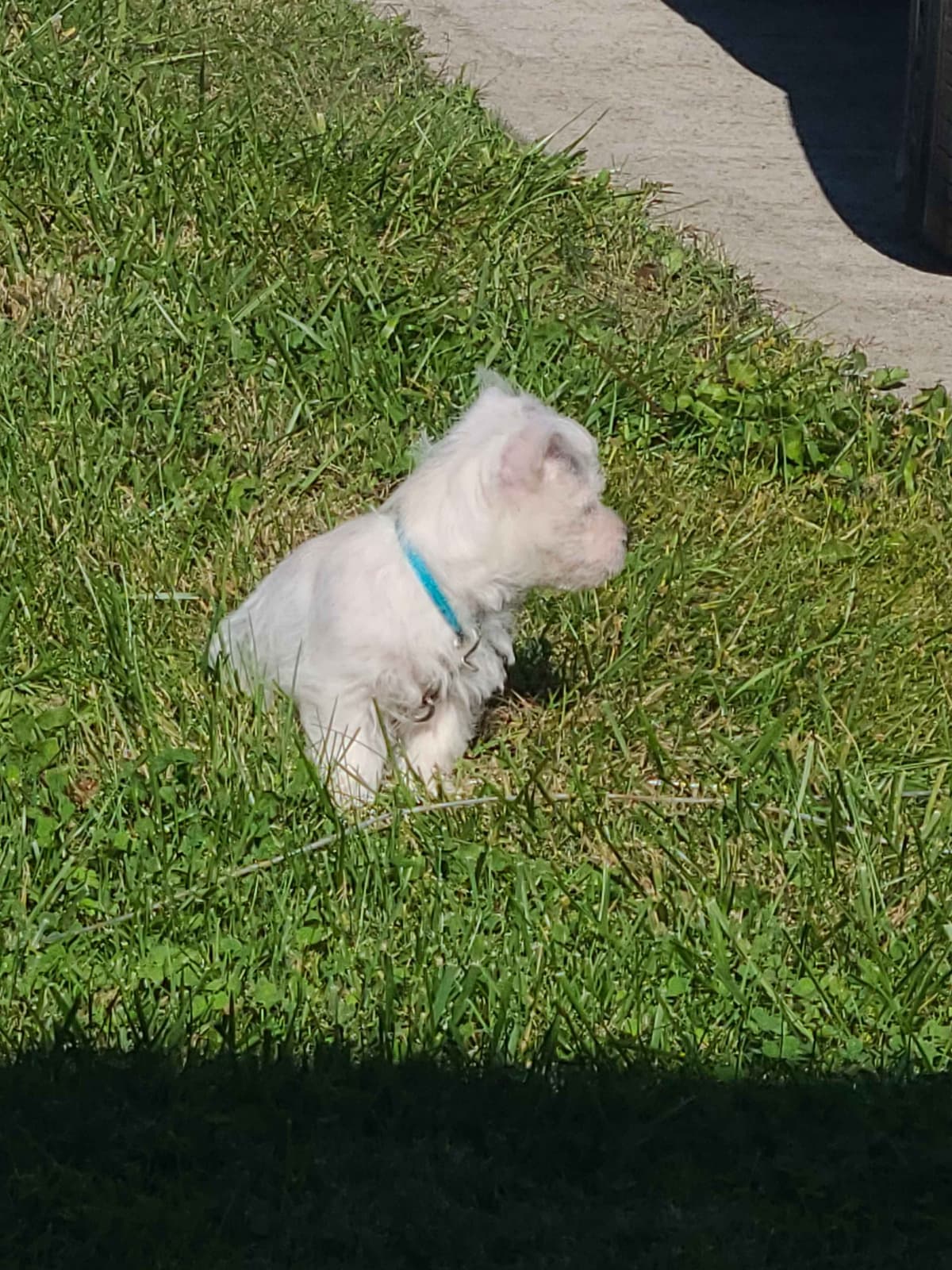West Highland White Terrier Puppies breeder image 8