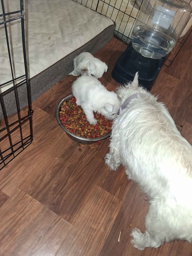 West Highland White Terrier Puppies media 2