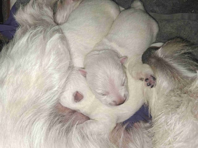 West Highland White Terrier Puppies media 4