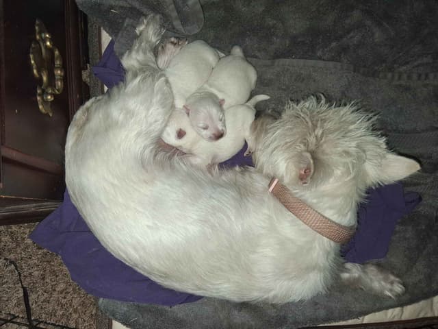 West Highland White Terrier Puppies media 5