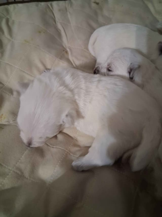 West Highland White Terrier Puppies media 6