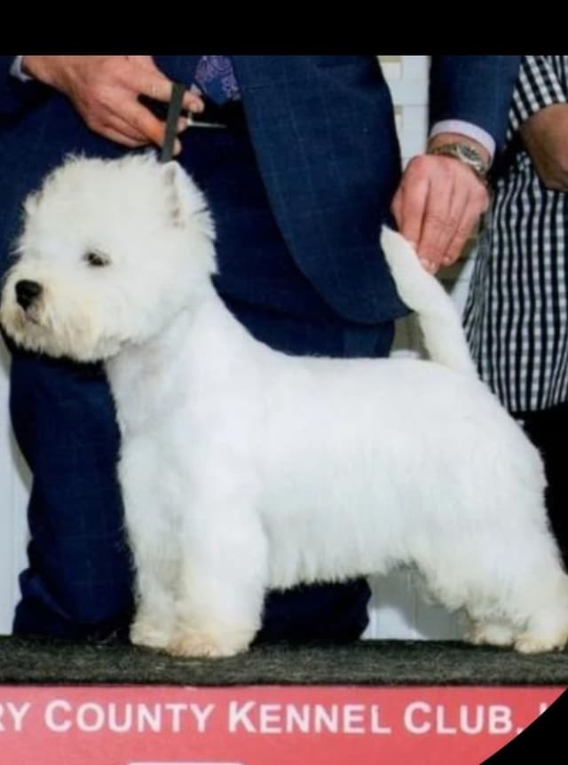 West Highland White Terrier Puppies media 7