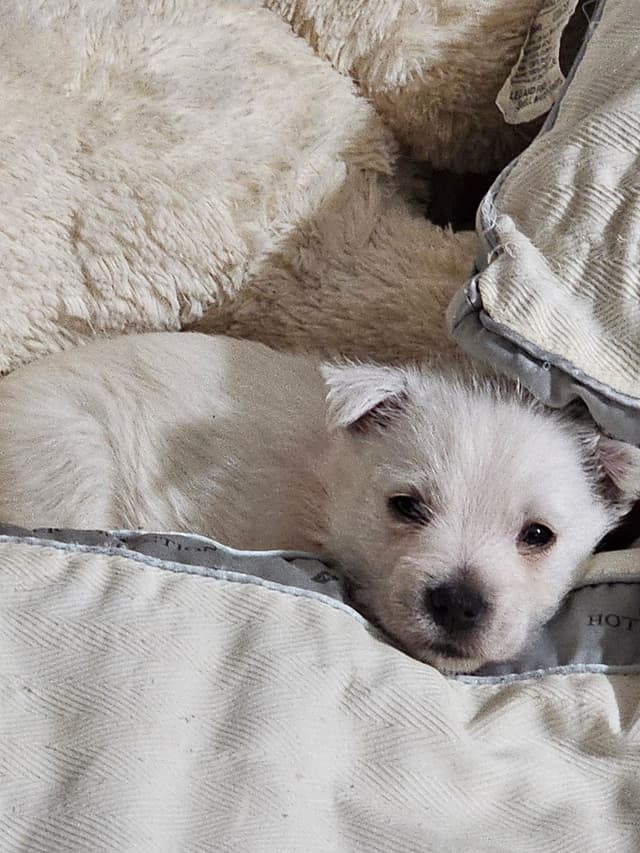 West Highland White Terrier Puppies media 8