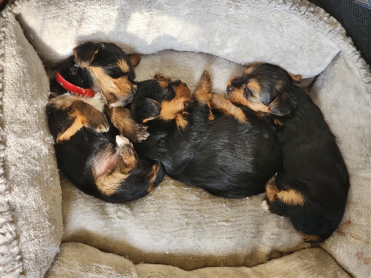 Yorkshire Terrier Puppies breeder image 1