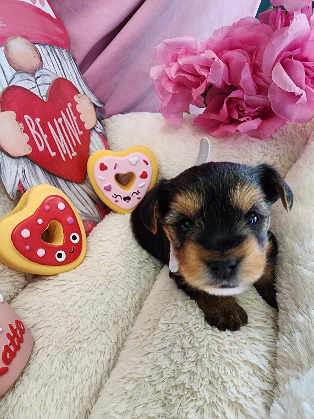 Yorkshire Terrier Puppies breeder image 3