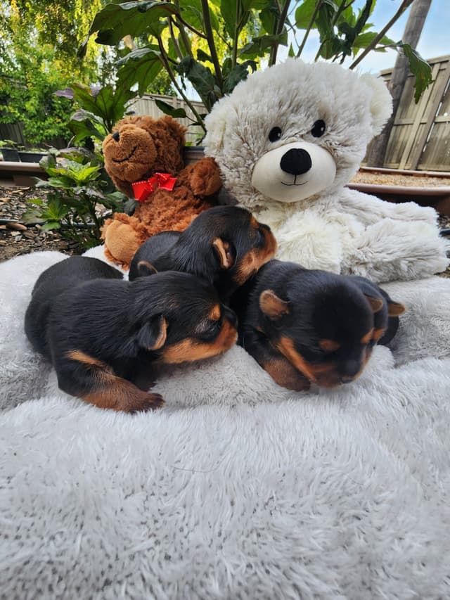 Yorkshire Terrier Puppies media 2