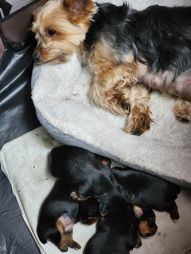 Yorkshire Terrier Puppies media 3