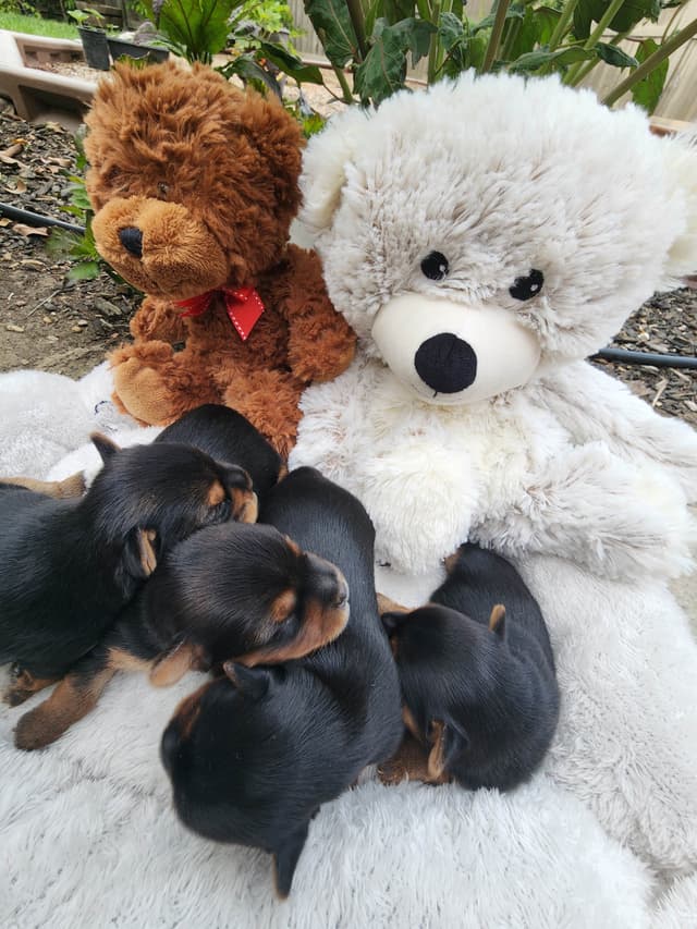 Yorkshire Terrier Puppies media 4