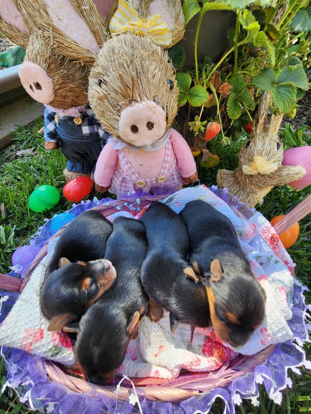 Yorkshire Terrier Puppies media 6