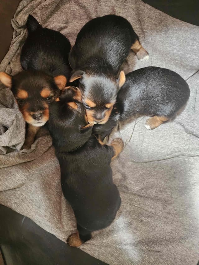 Yorkshire Terrier Puppies media 7