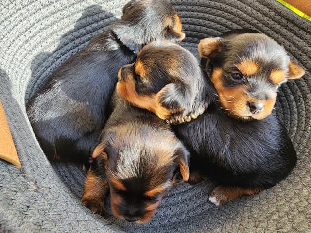 Yorkshire Terrier Puppies media 9