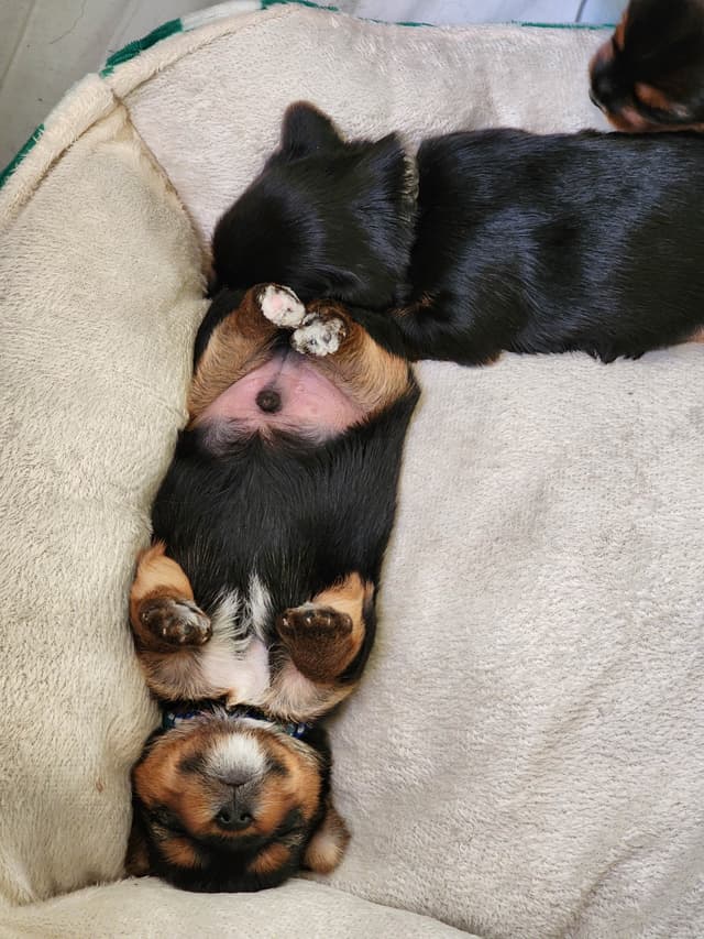 Yorkshire Terrier Puppies media 10
